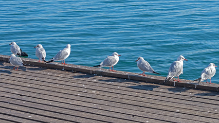 Marine gulls on rest near seaの写真素材