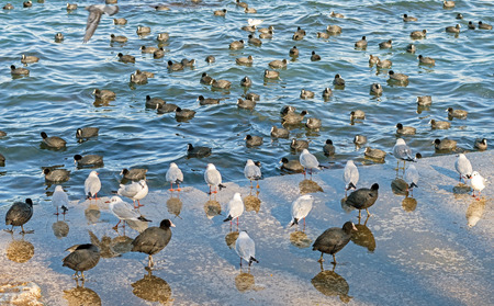gulls and ducks. Ducks float in waterの写真素材