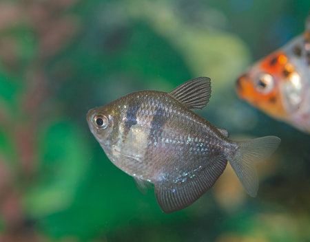 beautiful Tropical Fish in aquarium
