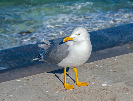 Marine gull on rest near seaの写真素材