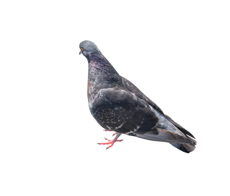 big Beautiful pigeon on white backgroundの写真素材