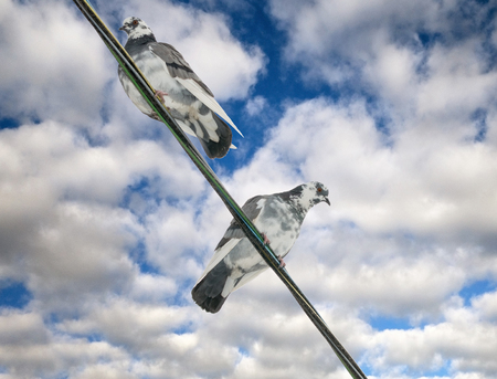 pigeons sit on wires on background skyの写真素材