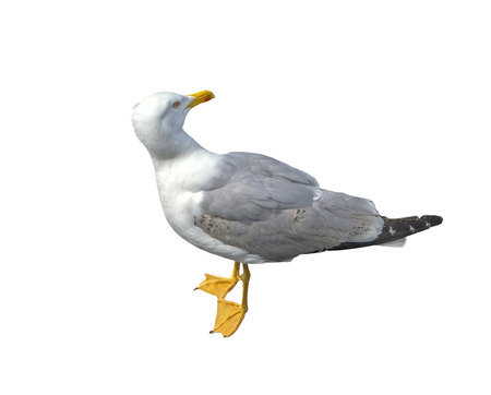 big seagull on white backgroundの写真素材