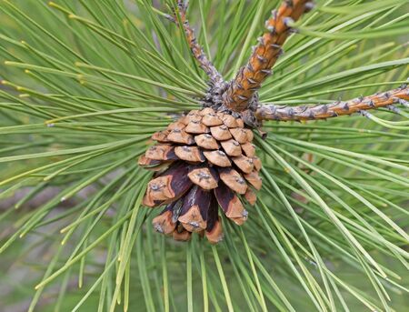 Beautiful cones on spruce branchの写真素材