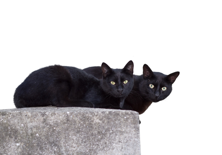 Two beautiful black cats on a restの写真素材