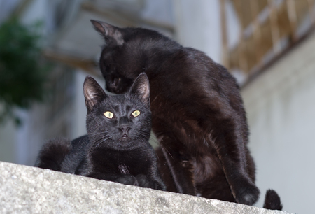 Two beautiful black cats on a restの写真素材