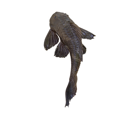 big Aquarium Catfish on white backgroundの写真素材