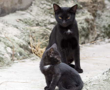 black Cute kitten and his motherの写真素材