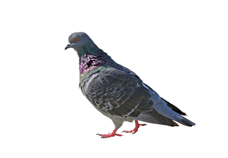 pigeon isolated on white backgroundの写真素材