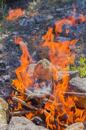 Tree branches burn in a fire