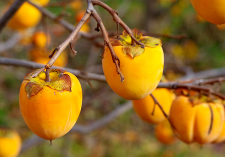 The persimmon fruits closeup in autumnの写真素材