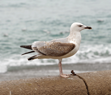 big Marine gull on restの写真素材