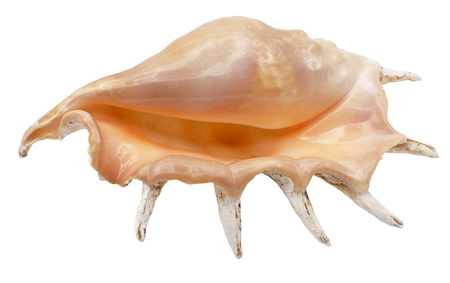 Large marine shell from the Indian ocean, isolated imageの写真素材