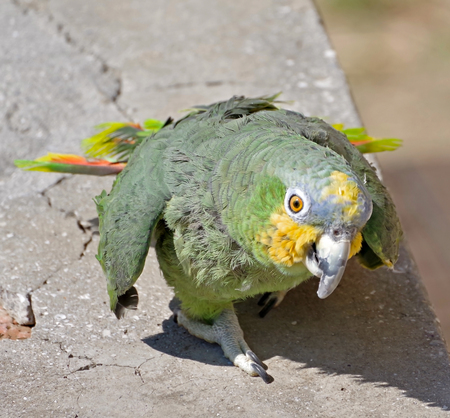 big beautiful parrot for a walkの写真素材