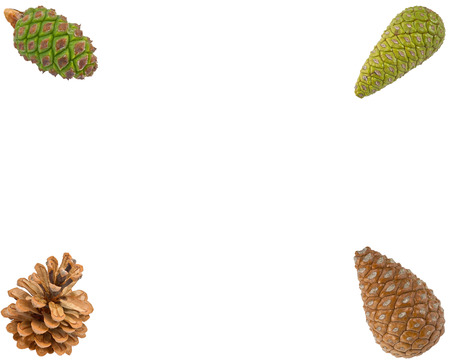 Pine cones isolated on white background and copy space for textの写真素材