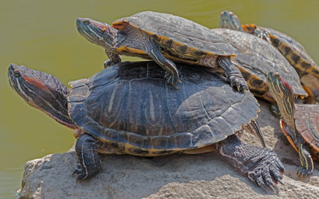 Turtle family is calming on the stone in small pondの写真素材