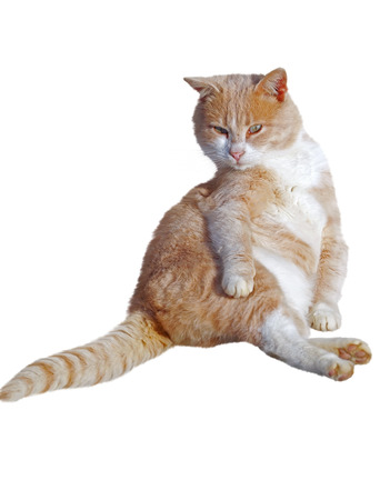 big ginger-white cat on white backgroundの写真素材