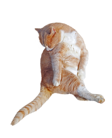 big ginger-white cat on white backgroundの写真素材