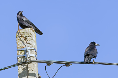 two crows resting on the wires against the skyの写真素材