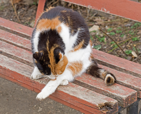 beautiful tricolor street cat sitting on a benchの写真素材