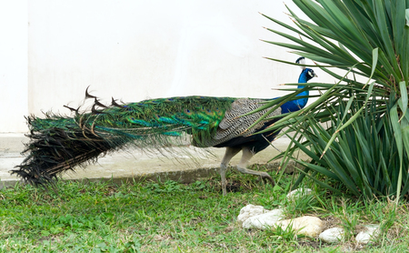 the big Beautiful Peacock on a walkの写真素材