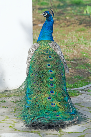 the big Beautiful Peacock on a walkの写真素材