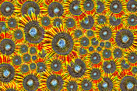 abstract background made of beautiful yellow sunflowers
