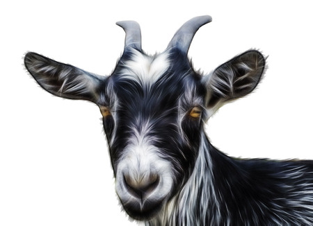 black goat on a white backgroundの写真素材
