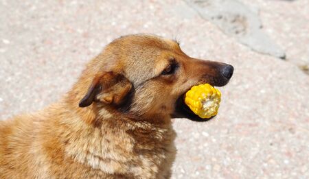 the Cute red dog eats corn cobの写真素材