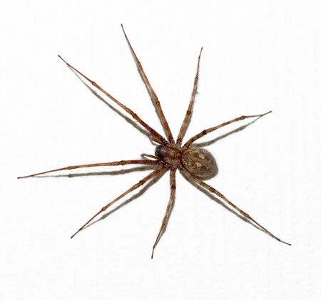 big spider with long legs on white background
