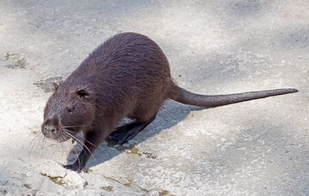 Coypu (Myocastor coypus), also known as river rat or nutria