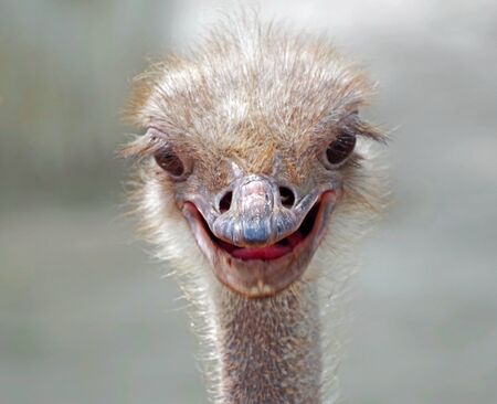 Close up view of an ostrich bird head