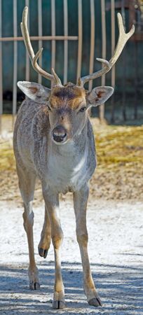 the European fallows deer in a zooの写真素材