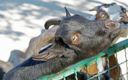 子ヤギの写真 イラスト素材一覧 13 947件 ストックフォトのamanaimages Plus