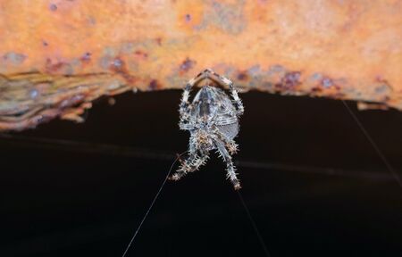 a large grey spider on a Sunny day