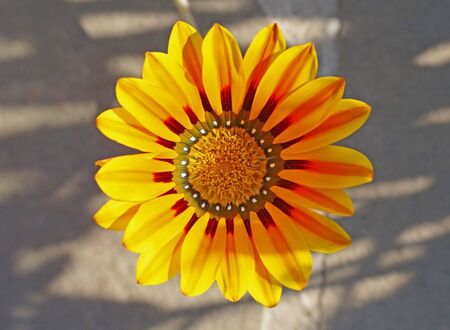 Single gerbera flower into the parkの写真素材