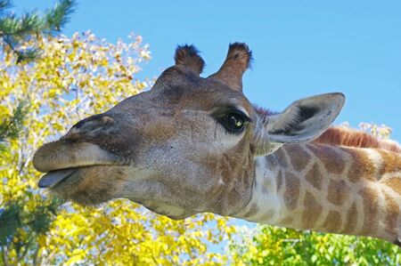 Giraffe head face isolated on the background of autumn treesの写真素材