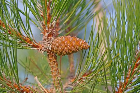 Beautiful cones on a spruce branchの写真素材