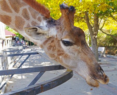 Giraffe head face isolated on the background of autumn treesの写真素材