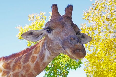 Giraffe head face isolated on the background of autumn treesの写真素材