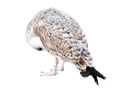 White and grey seagull isolated on white backgroundの写真素材