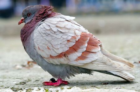 big Beautiful pigeon on white backgroundの写真素材