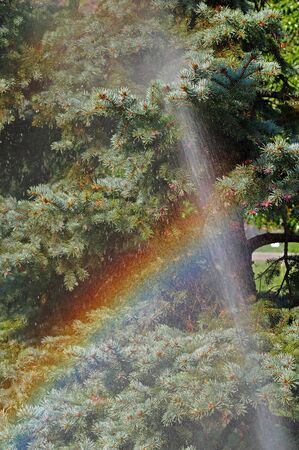 A rainbow in the mist caused by using a garden sprinkler to water plants and shrubsの写真素材