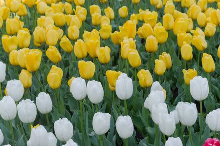 multicolor flowerbed of tulips spring flowersの写真素材