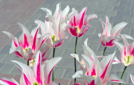 multicolor flowerbed of tulips spring flowersの写真素材