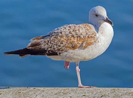 a Seagull stands on one leg against the blue seaの写真素材