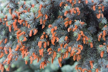 the Beautiful cones on a spruce branch