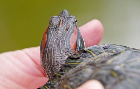 the Hands hold a small red-eared turtleの写真素材