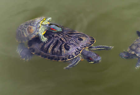 red-eared turtle swims in the muddy water of the lakeの写真素材