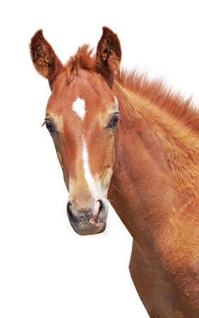 portrait of a beautiful foal on a white backgroundの写真素材